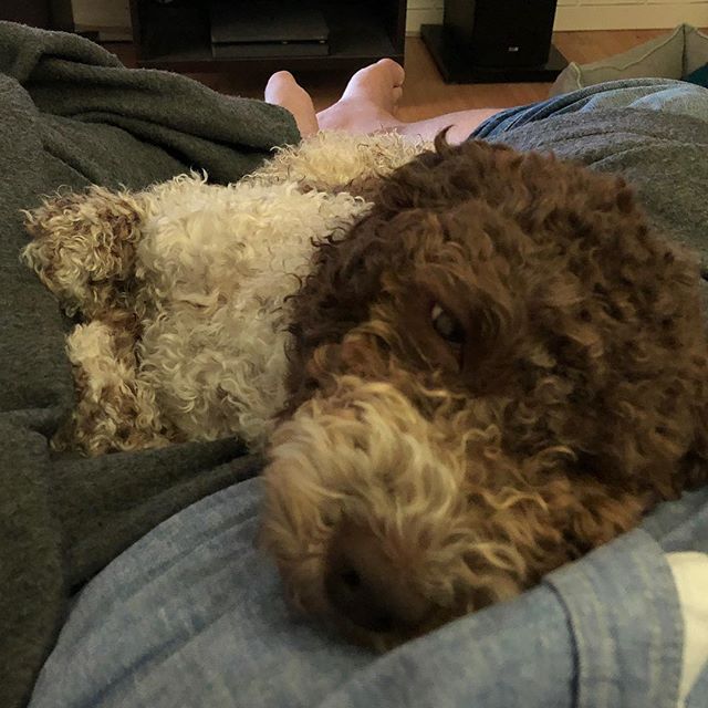 I love dad extra much when he watches F1.  #lagottoromagnolo #lagotto #dogs #lagottos #lagottosofinstagram #lagottopuppy #lagottolove #lagottostyle #lagottodogs #lagottoromagnolos #lagottoboy #svärdsjö #dalarna #sweden #dog #dogsofinstagram #dogsofinsta  #pappajagvillhaenitalienare #maclagotto @knappare @liminglindblad @k.rowntree @taxen_coco