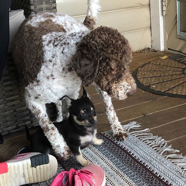 Today I’ve been introduced to a new and very tiny friend. I didn’t catch he’s name in the turbulence, but I like him. A lot. #maclagotto #lagottoromagnolo #lagotto #dogs #lagottos #lagottosofinstagram #lagottopuppy #lagottolove #lagottostyle #lagottodogs #lagottoromagnolos #dpotd  #lagottoboy #svärdsjö #dalarna #sweden #dog #dogmodel #dogmodels #dogsofinstagram #dogsofinsta  #doglovers #daddysdog #dogstagram #pappajagvillhaenitalienare @knappare @liminglindblad @k.rowntree @taxen_coco