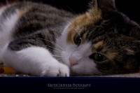 Studiosession - Knaster the cat - MG 1068