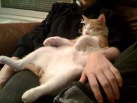 Jag vill vara katt! - photo 727600