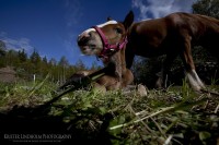 Många timmar med hästdjuren - MG 4656 KL 5DMKII