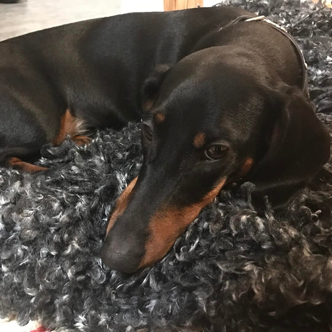 Ganska trött djur efter två långa promenader med glad pensionär. @coco_everydaylife - 1485016327