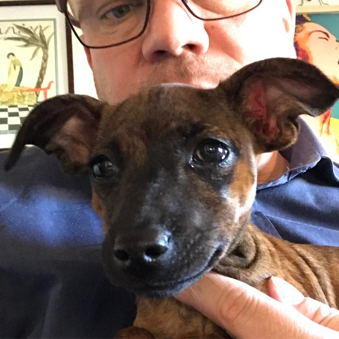 Man måste ha hund. - 1492796278