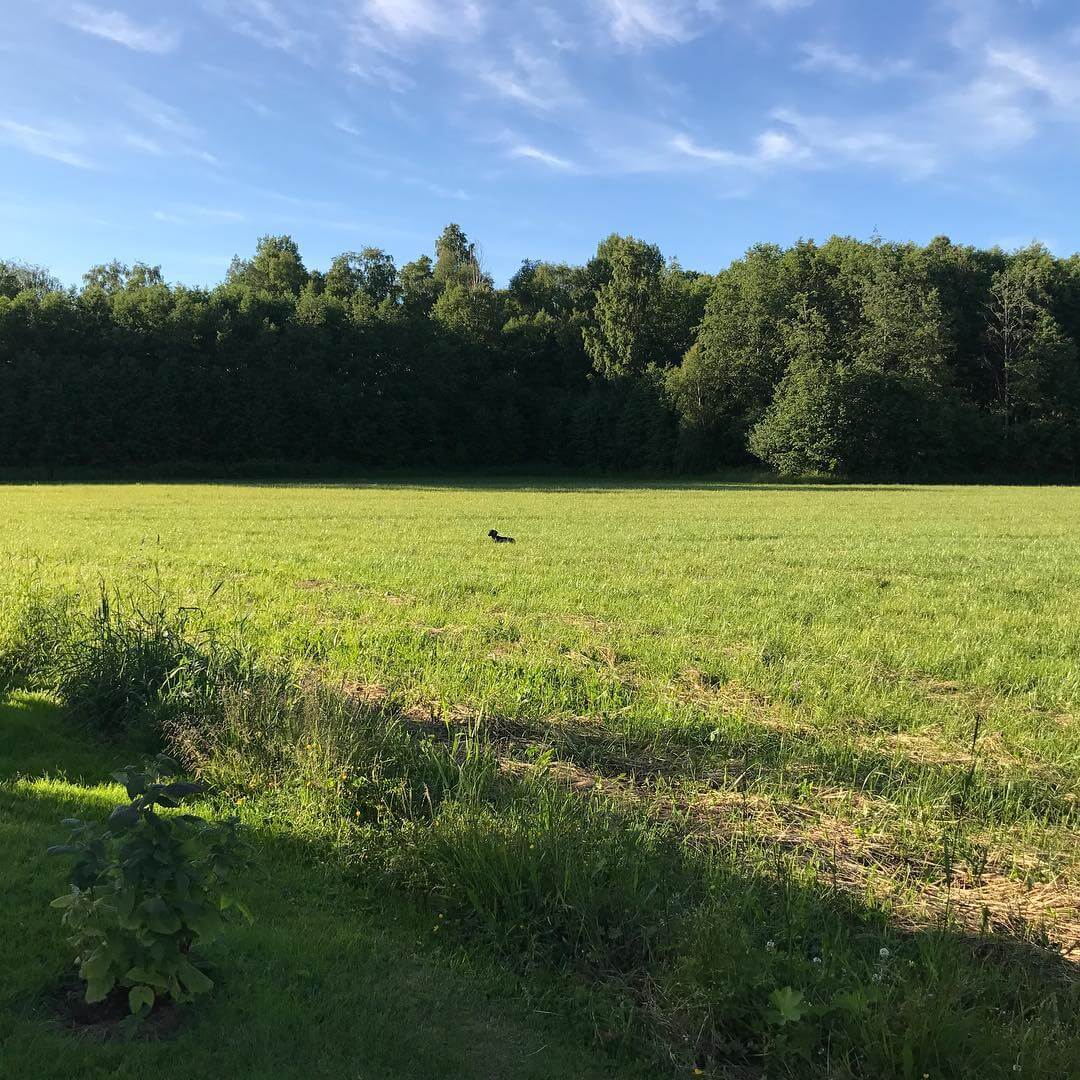 Hitta Taxen! - 1498671747