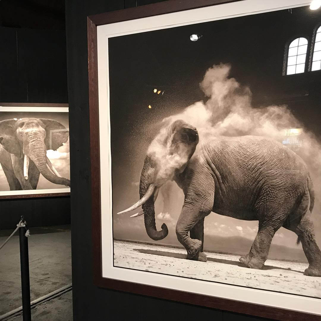 Nick Brandt på Magasinet i Falun. Magiska bilder. Pågår till 27/8 så du hinner dit och uppleva - 1502544501