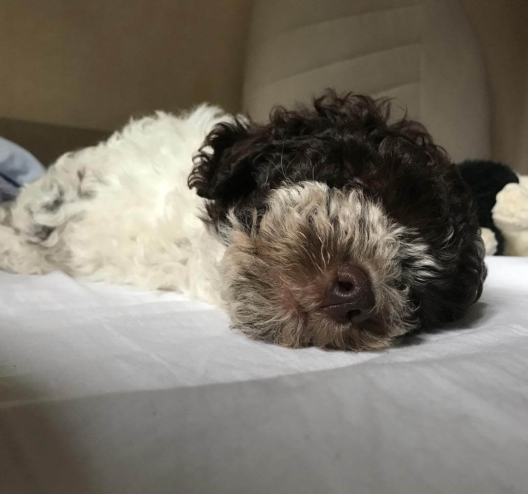 Åhhh vilken jobbig valp @maclagotto