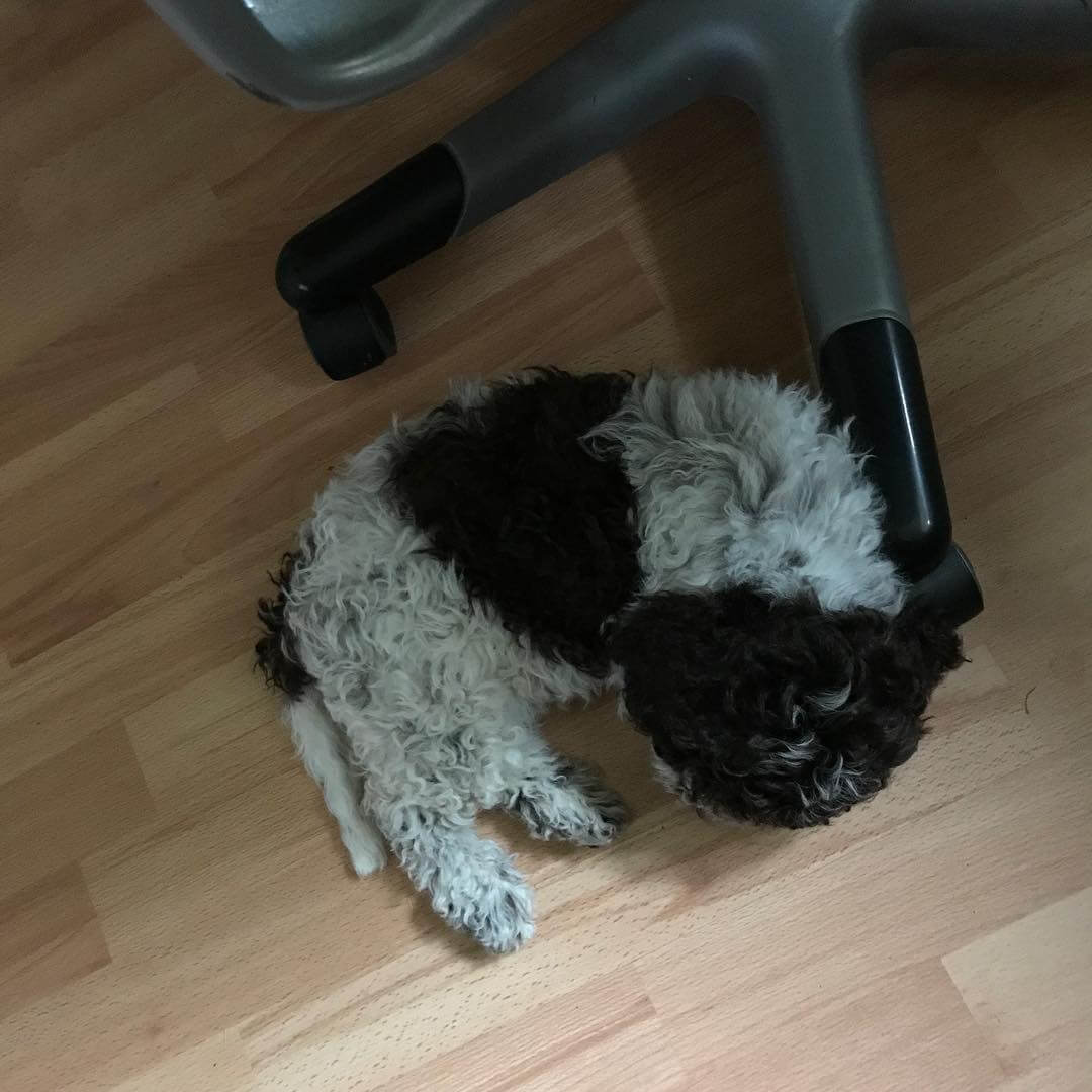 Busy Sunday at dads office