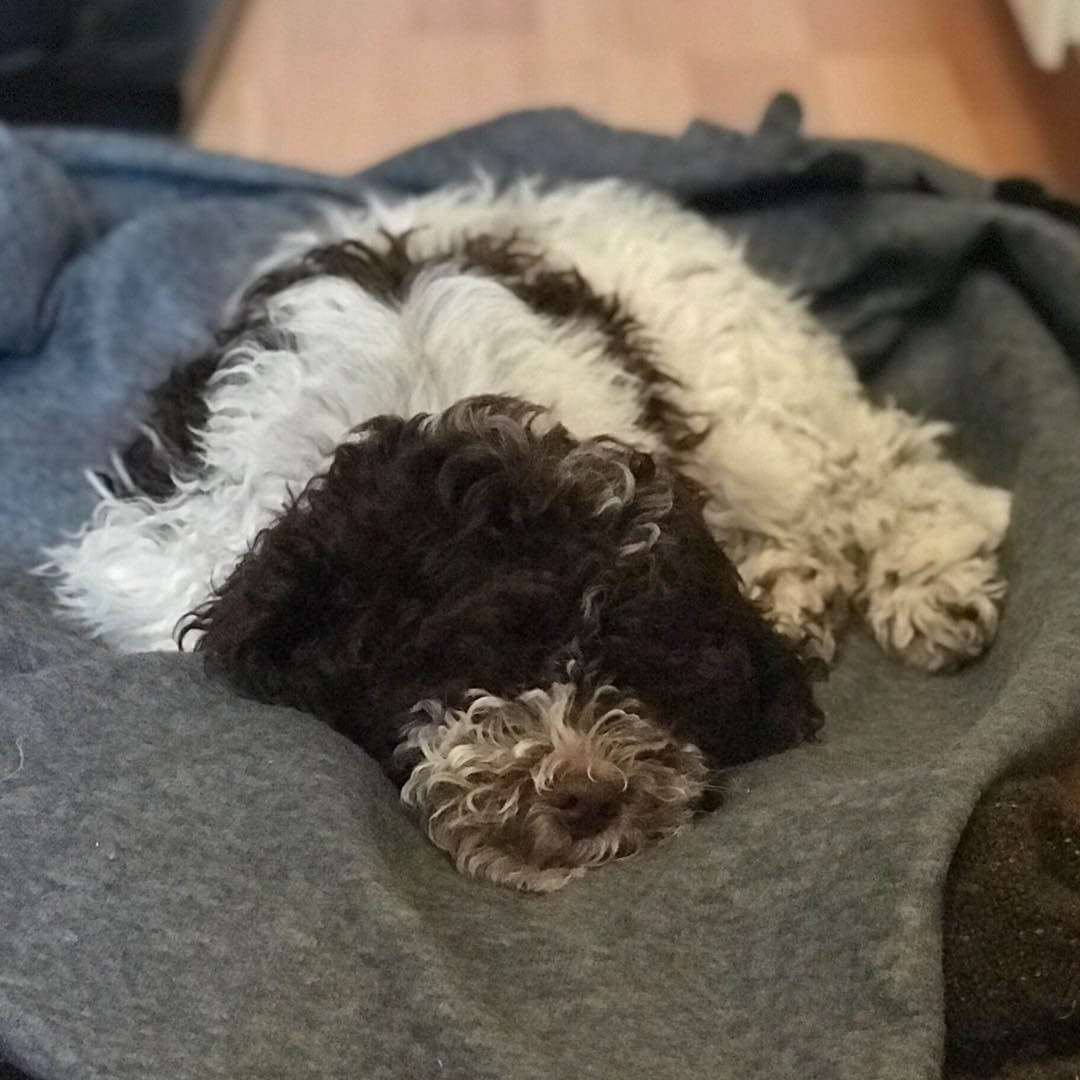 I am cute, but oh so tired I am cute, but oh so tired