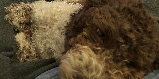 I love dad extra much when he watches F1.  #lagottoromagnolo #lagotto #dogs #lagottos #lagottosofinstagram #lagottopuppy #lagottolove #lagottostyle #lagottodogs #lagottoromagnolos #lagottoboy #svärdsjö #dalarna #sweden #dog #dogsofinstagram #dogsofinsta  #pappajagvillhaenitalienare #maclagotto @knappare @liminglindblad @k.rowntree @taxen_coco
