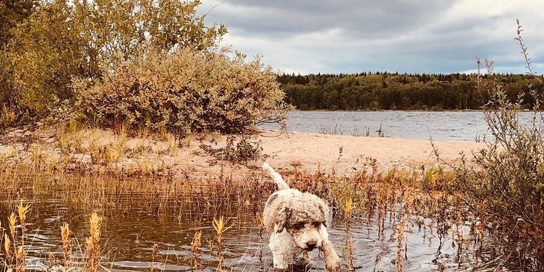 At least the dog likes the cold water. @maclagotto